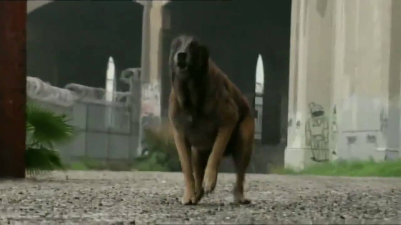 Worst-Case Scenario - Wütender Hund