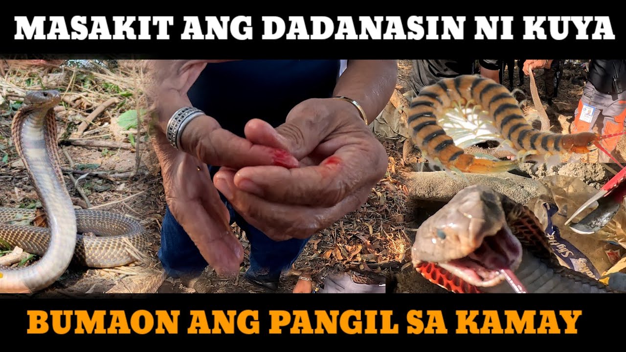 NAG KALAT NA ANG COBRA MAY NAKAGAT PA NG ALUPIHAN#TOLCOBRA