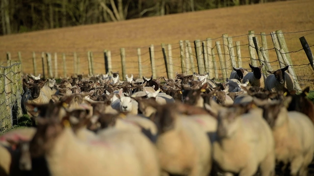 Jalex Flock Gimmers 2020