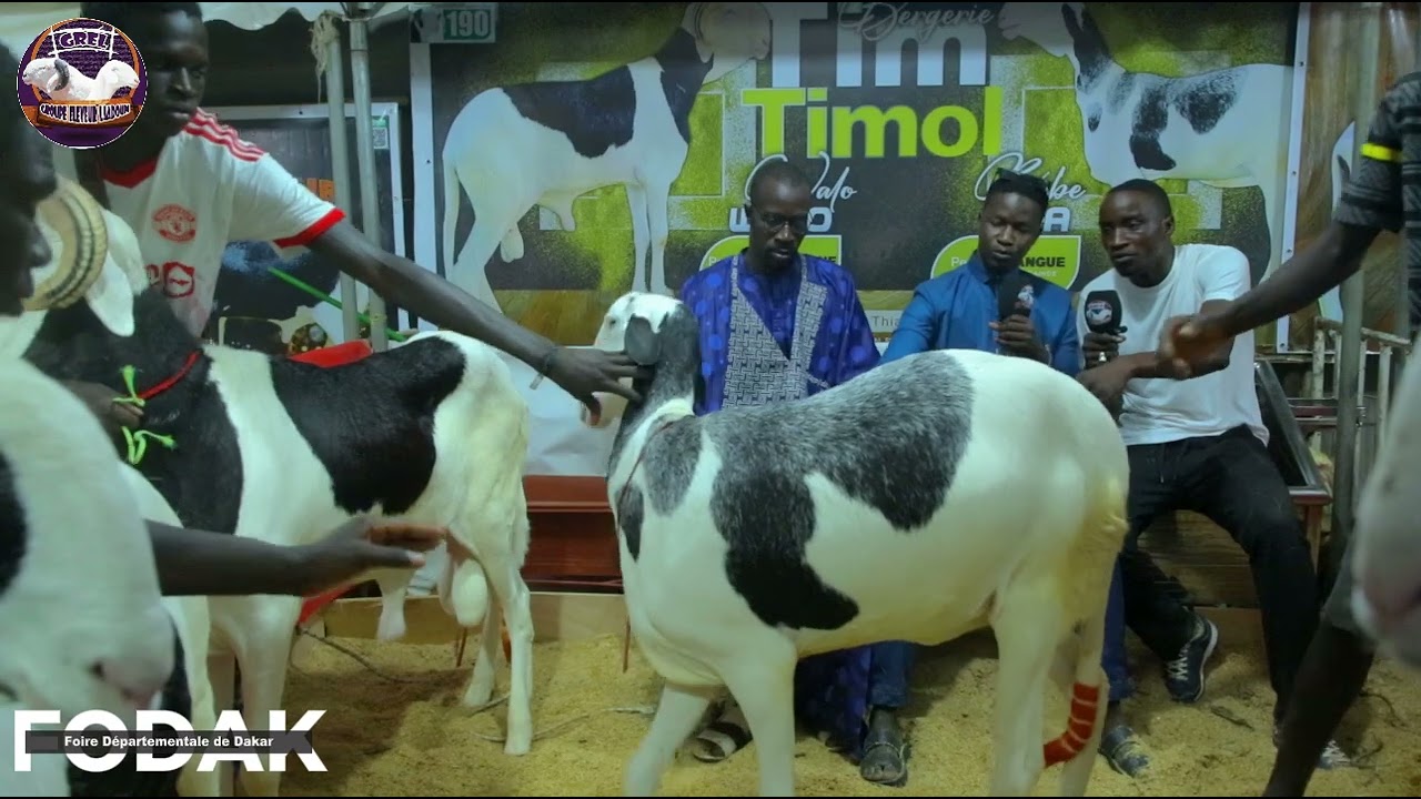 FODAK 2024 Bergerie TIM TIMOL