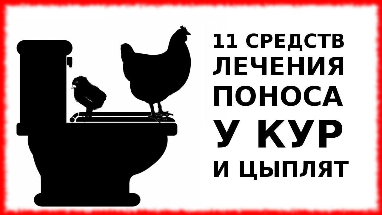 11 СРЕДСТВ ЛЕЧЕНИЯ ПОНОСА У КУР И ЦЫПЛЯТ