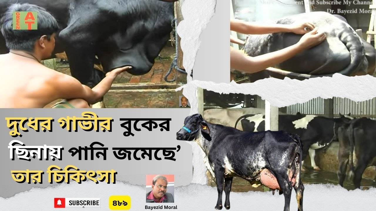 ১৬ লি. দুধের গাভীর বুকের ছিনায় পানি জমেছে | চিকিৎসা দিচ্ছেন ডাঃ মেহেদি | Cows treatment