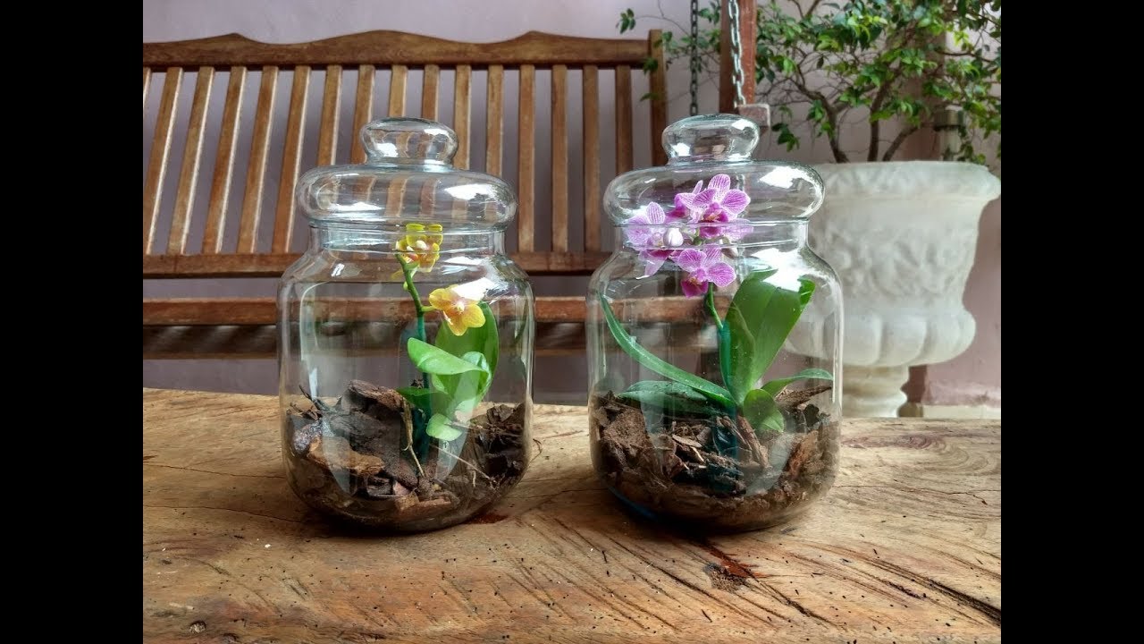 Terrário com orquídea phalaenopsis, passo a passo.