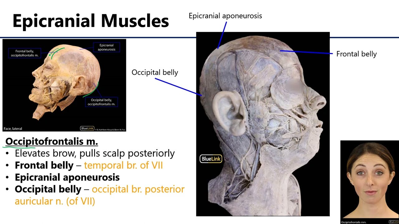 LO3 Muscles of Facial Expression