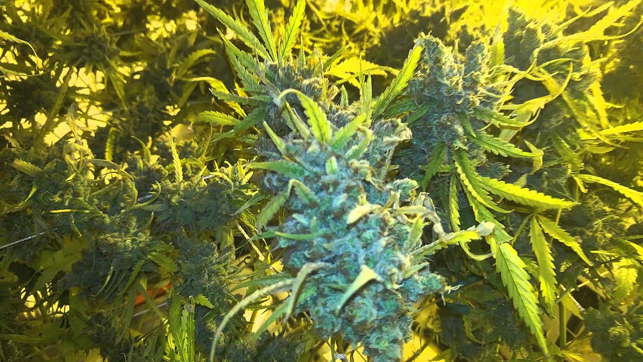 C99 Day 71: Harvest time!