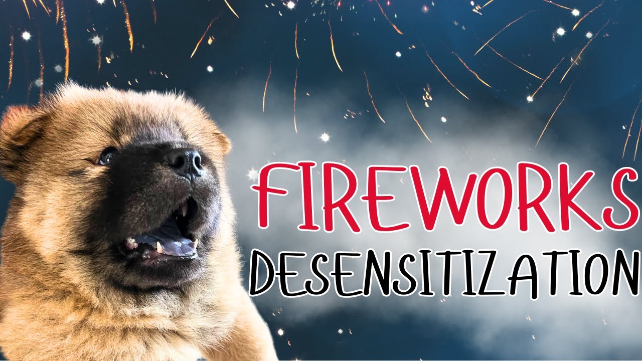 HELP YOUR DOG OVERCOME FEAR OF FIREWORKS | DOG TRAINING | SOUNDS FOR DOGS