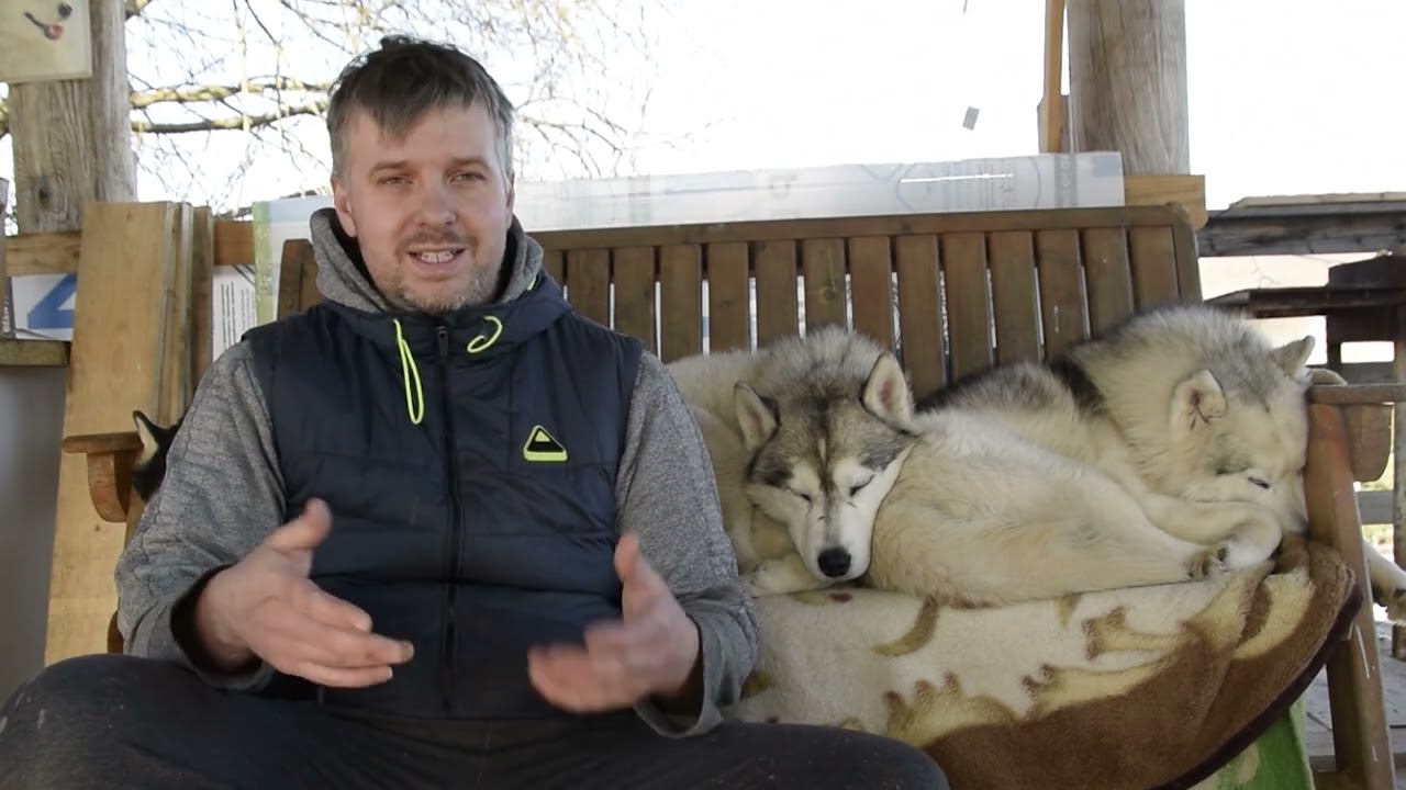 #Эпилепсия у Хаски. Личный опыт, как вы глядит приступ у собаки, как помочь при эпилепсии