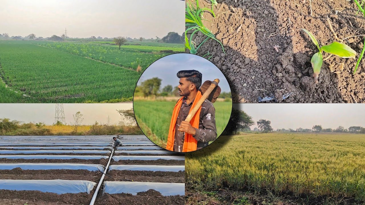 आज आपल्याला खूप काम आहे 😮‍💨🧑🏻‍🌾 full-vlog @Piyushsawant-vlogs #farmingvlog #marathivlog #op #ps