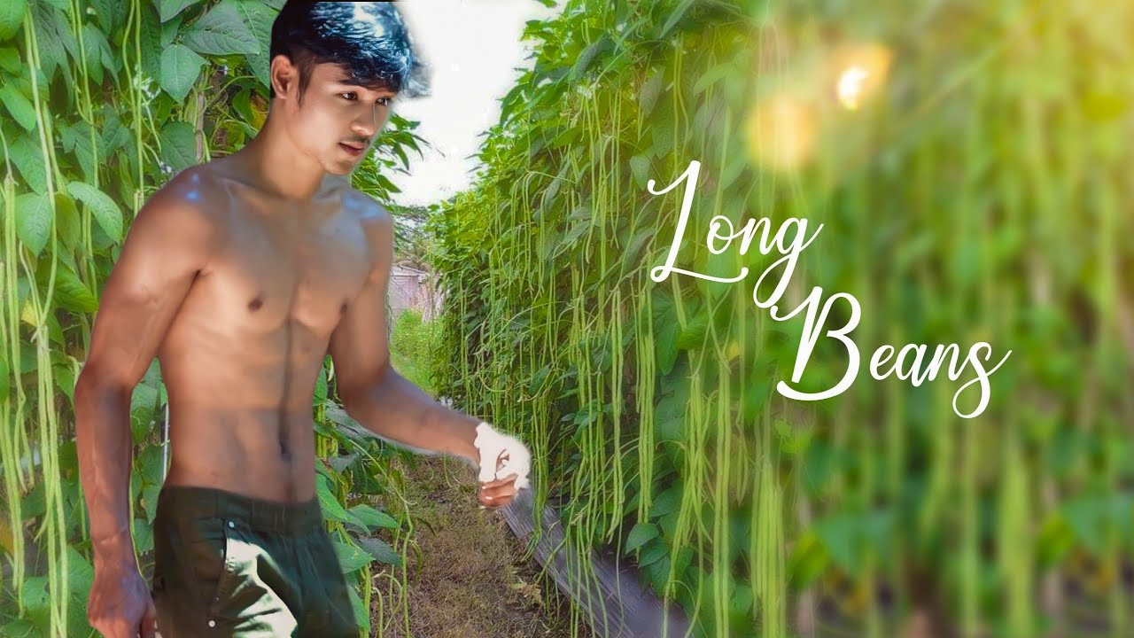 Kacang panjang yang panjang dikebun sendiri