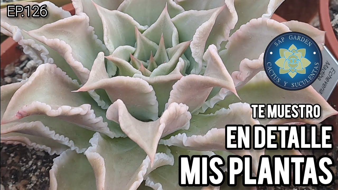 Te muestro en detalle mis plantas #suculentas 