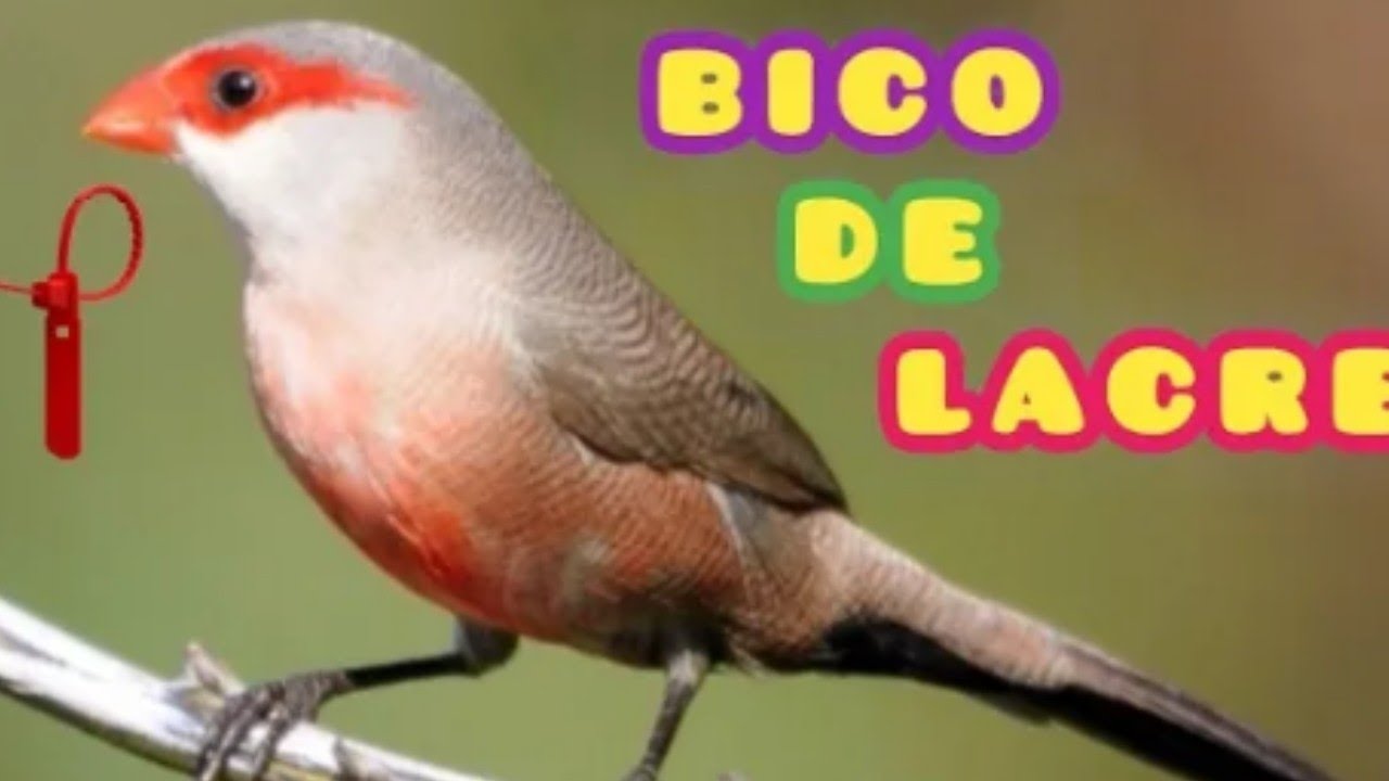 Curiosidades sobre a Vida dos Bicos-de-Lacres! #amazônia #aves #bicodelacre 