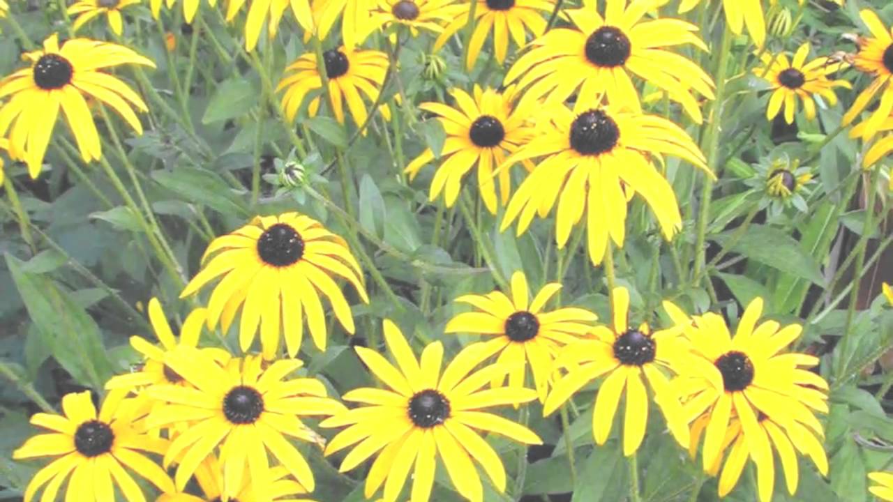 I Like Yellow Things!