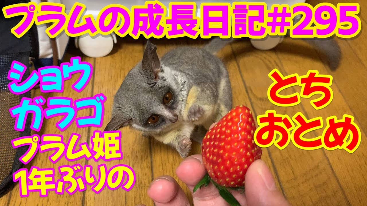 【ショウガラゴ　プラム　一年ぶりのとちおとめ🍓】プラムの成長日記 295