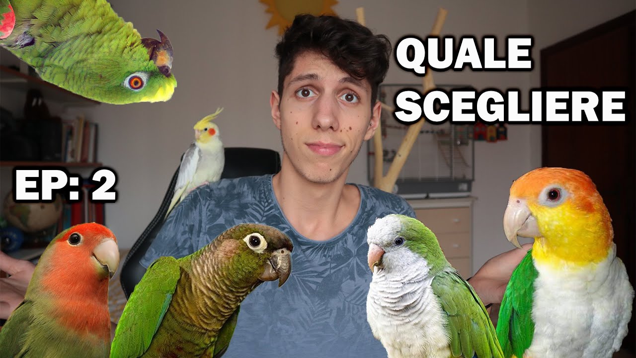 QUALE PAPPAGALLO SCEGLIERE PER INIZIARE e COME TROVARE QUELLO GIUSTO PER NOI