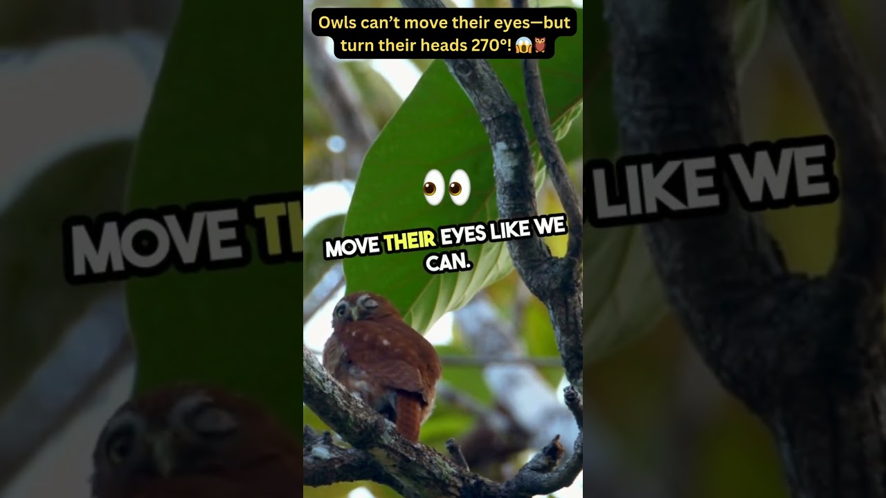 Owls Have Tubular Eyes and Turn Their Heads 270&deg;! 😱🦉 #facts #owl #animals  #curiositymatters