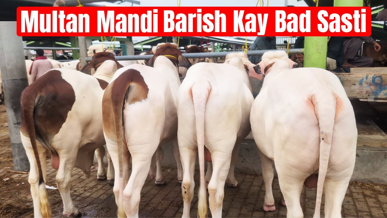 Barish Kay Bad Multan Mandi Main Heavy Bachry Bhe Sasty Ho Gay @SS Tv