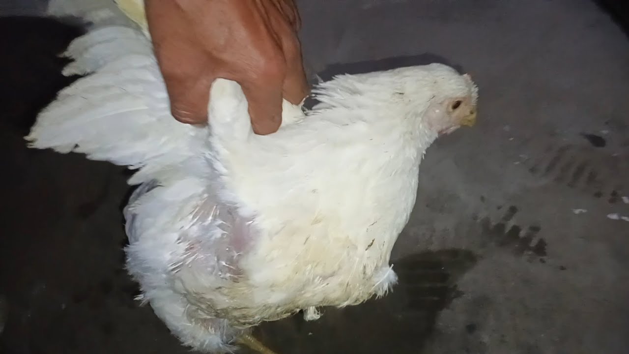 Whole chicken recipe 😋 