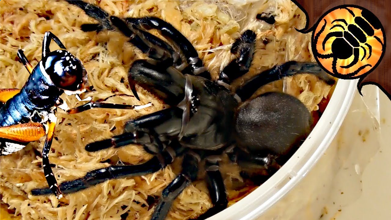 SO MANY FUNNEL-WEBS! Pet spider unboxing, also including King Crickets