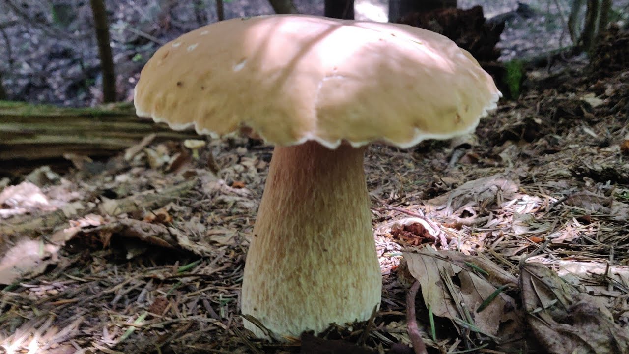 Гриби Карпат 25 