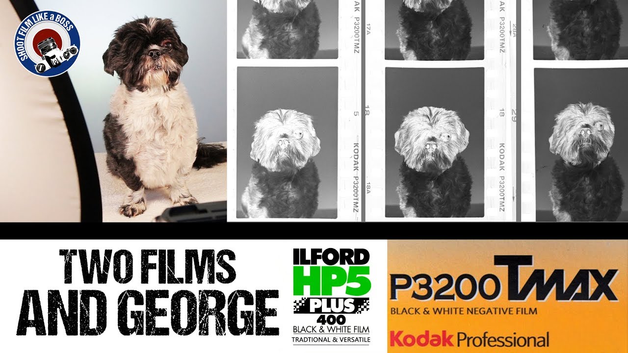 PULLING KODAK TMAX 3200 | Shih Tzu George Portrait