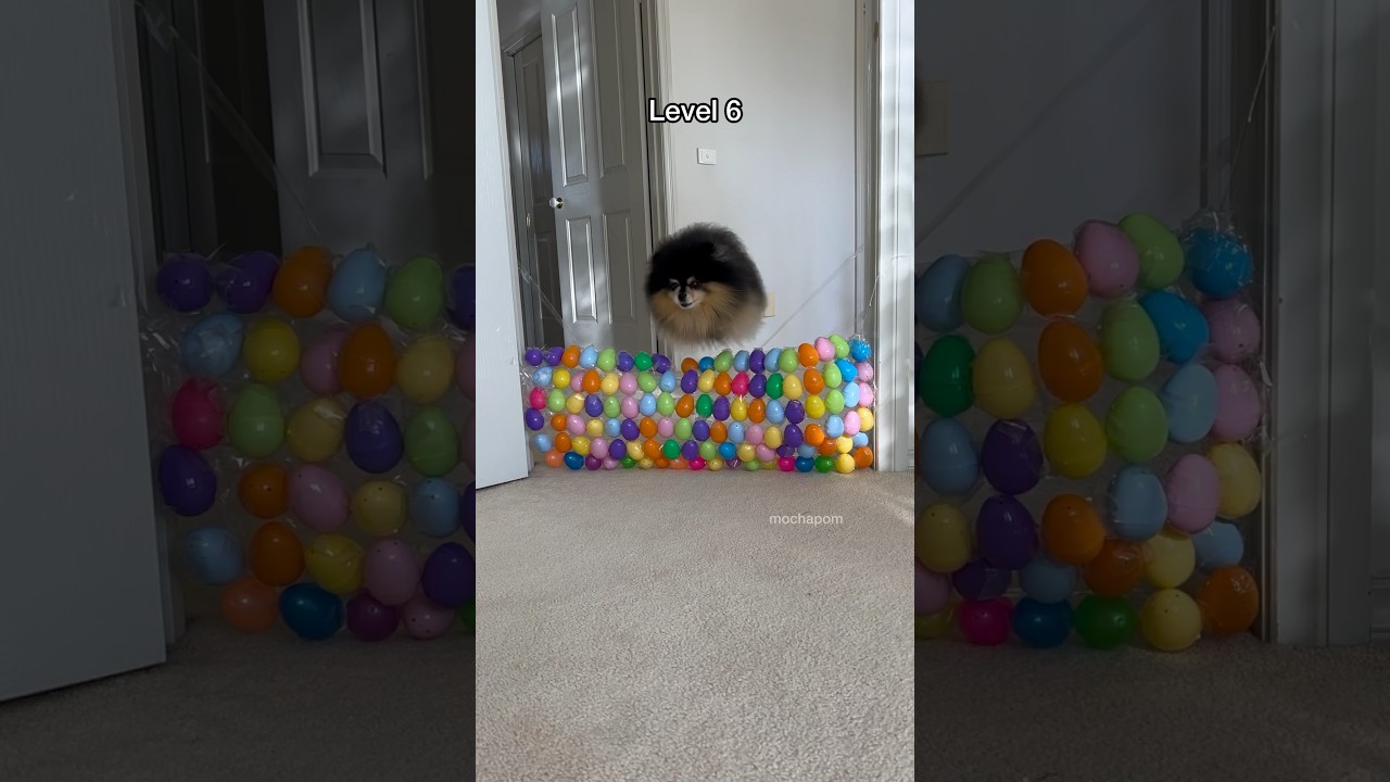 Adorable fluffy dog jumps over stacks of eggs 🥚 #easter #dog