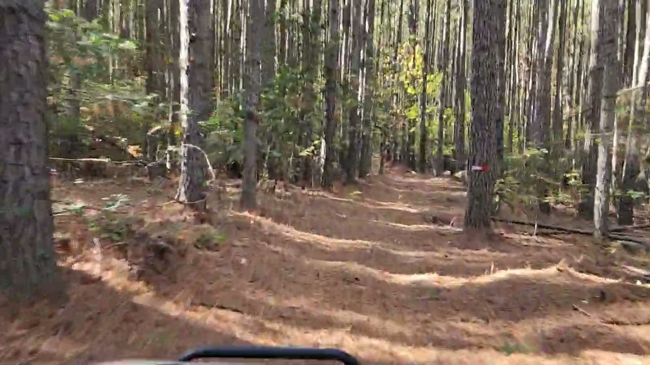 Tour of our Zen Forest (from back-to-front)