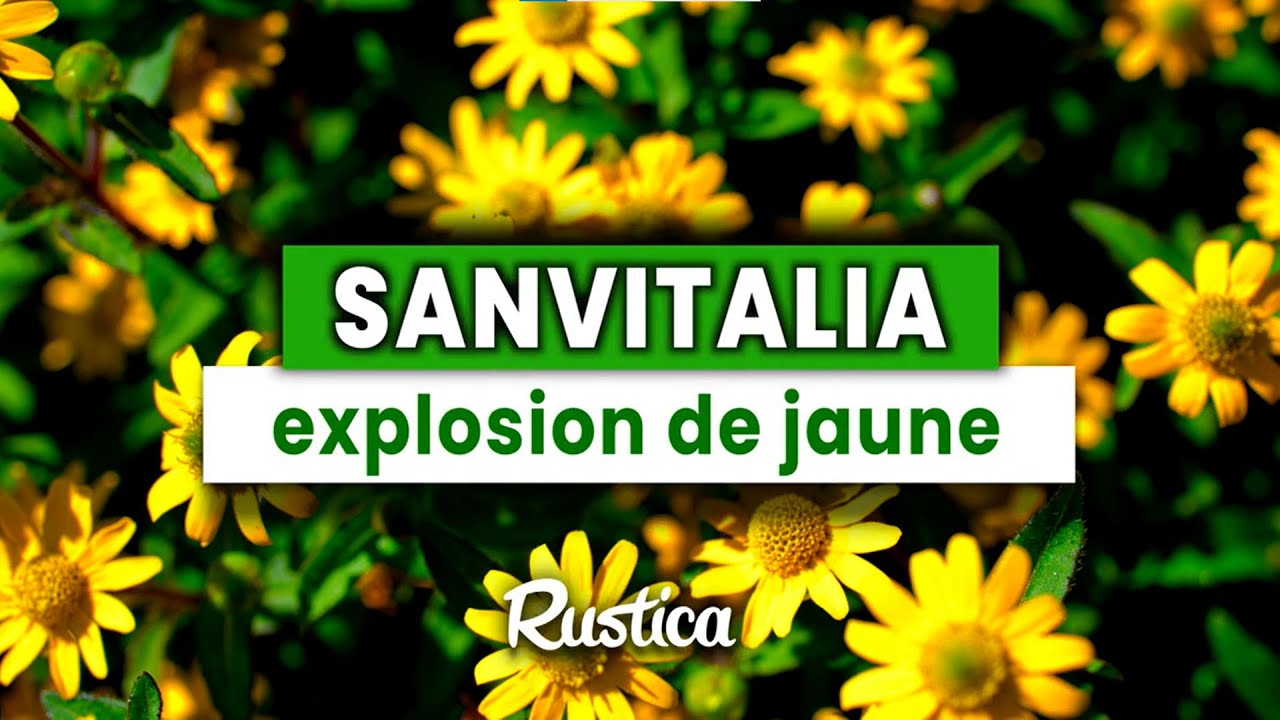La Sanvitalia : la plante increvable pour l'été
