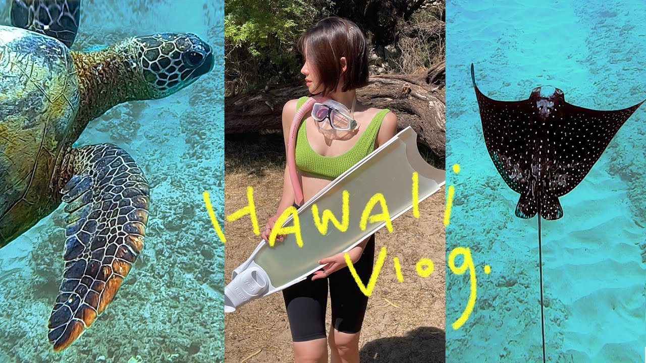 먹고 수영만 하는 거북이 오타쿠의 하와이 브이로그 🐢🍍🌈 hawaii vlog