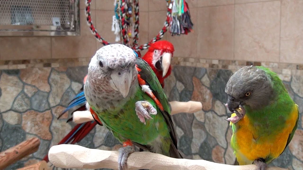 Roudybush Pellets - Parrots Compare Different Size of Pellet