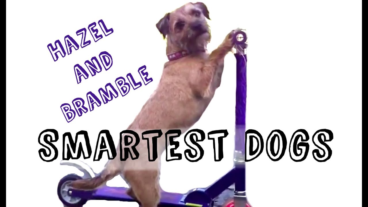 Hazel and Bramble smartest dogs!