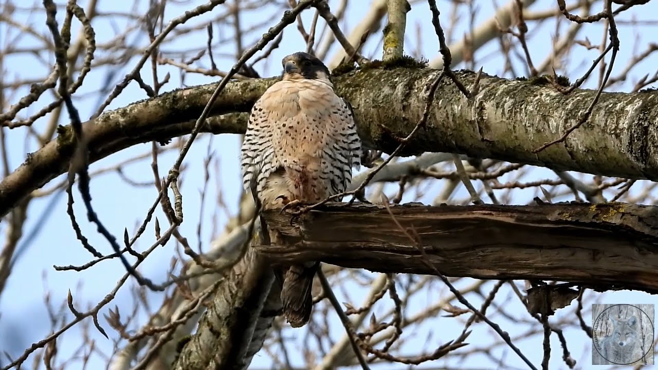 Friday Facts - this Peregrine Falcon season at  Sumas First Nation lands - from egg to fledge
