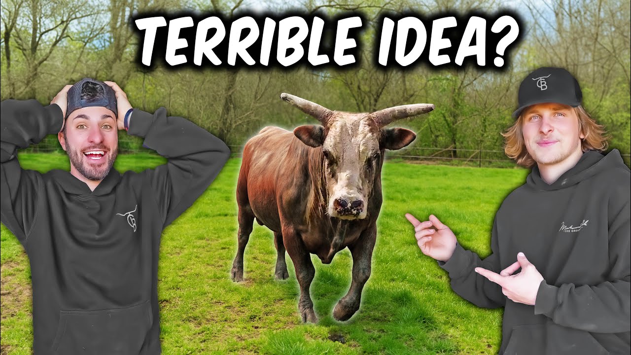 We're Breeding The MEANEST Bucking Bull On the Ranch!