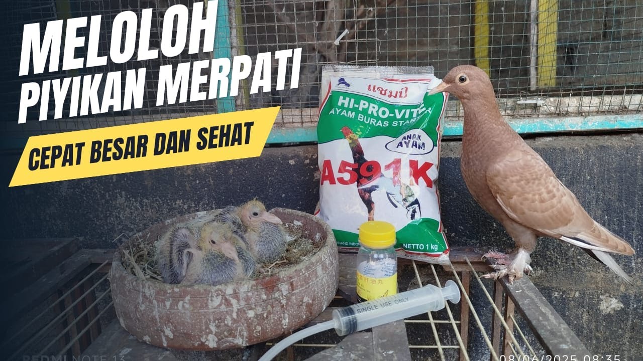 TEKNIK PALING EFEKTIF! Cara Meloloh Anakan Merpati agar GEMUK dlm Hitungan Hari @kandangjodhipati19 