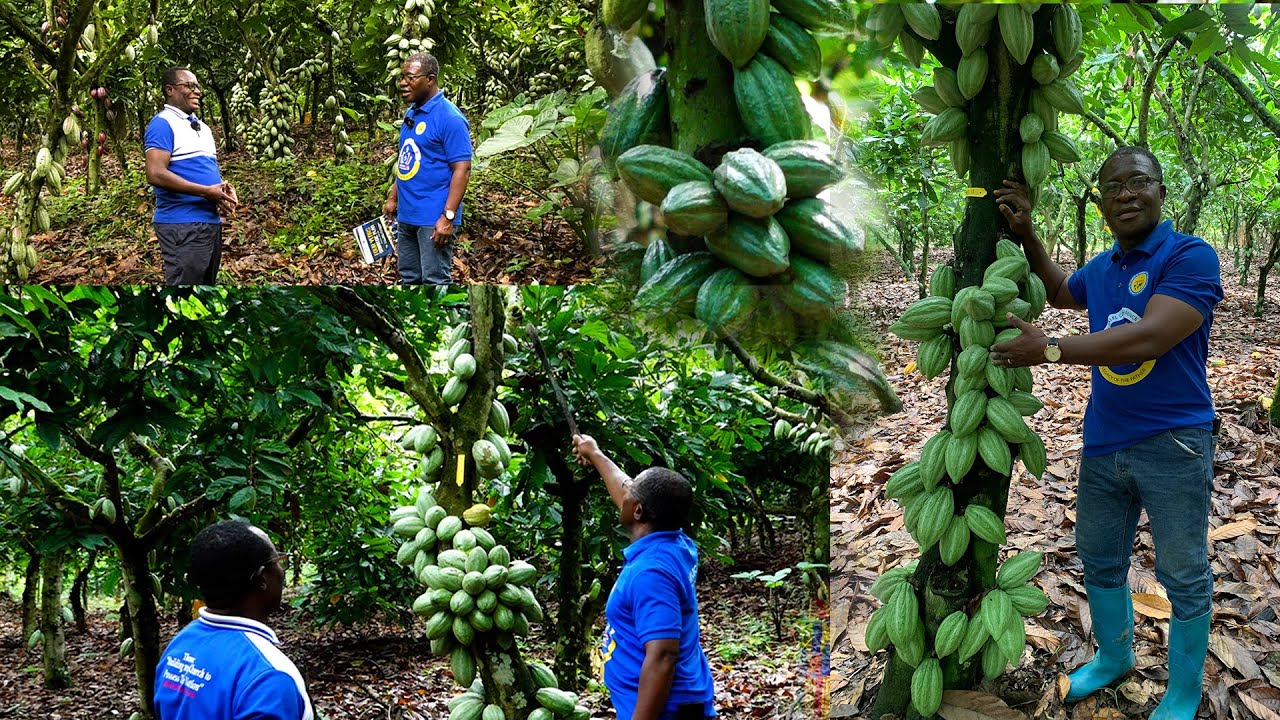 FROM TEACHING TO COCOA FARMING: ELDER SAMMUEL ADJEI  SHARES HIS POLLINATION STYLE OF FARMING