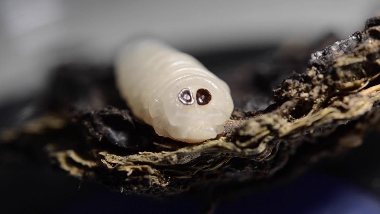 Larva Oestrus