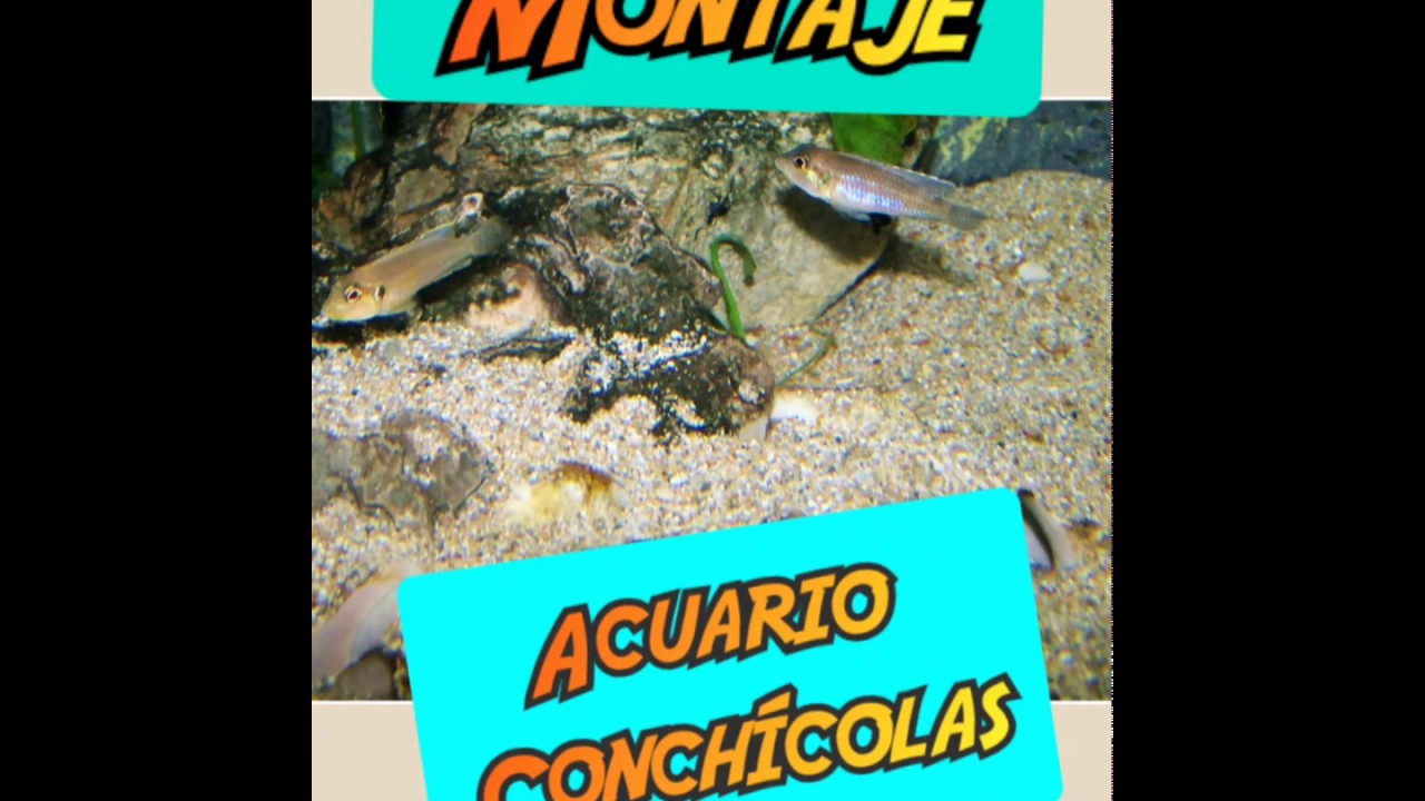 Cuidados y Consejos para el mantenimiento de Conchicolas by Chechu G&oacute;mez