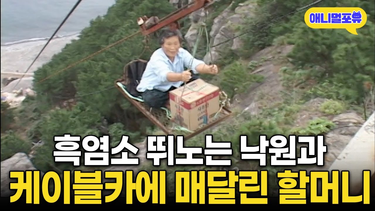 3천만원 들여 만든 케이블카에 매달린 77세 할머니와 외딴섬 흑염소들 I KBS 인간극장 - 낙원의 케이블카 2007 방송