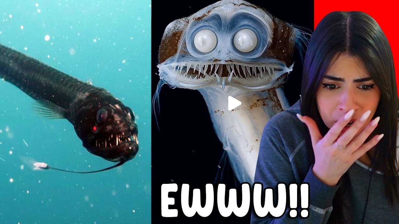 The Deep Sea Is INSANE