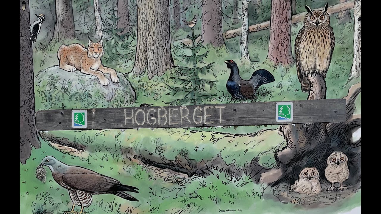 A Quest to Find the Lynx Lynx: Hiking the Wilds of Sipoonkorpi