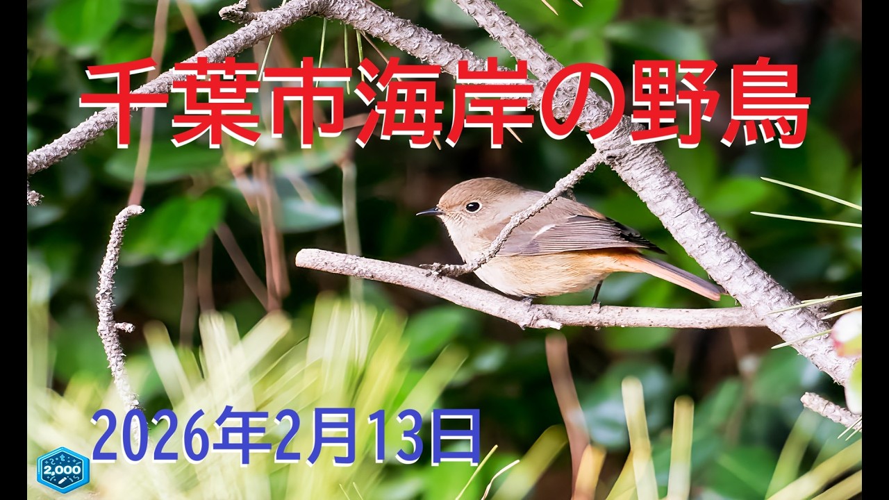 千葉市海岸の野鳥　2026年2月13日 1 1