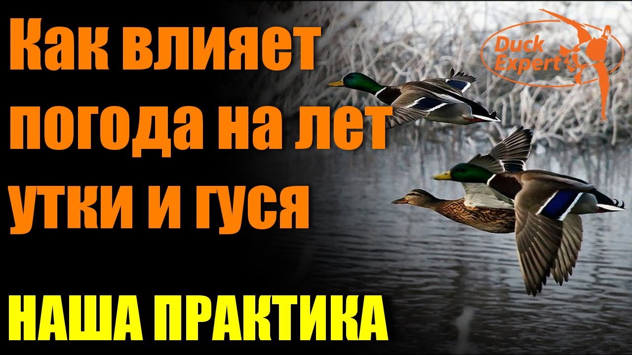 Как влияет погода на поведение и лет утки и гуся. Наша практика.