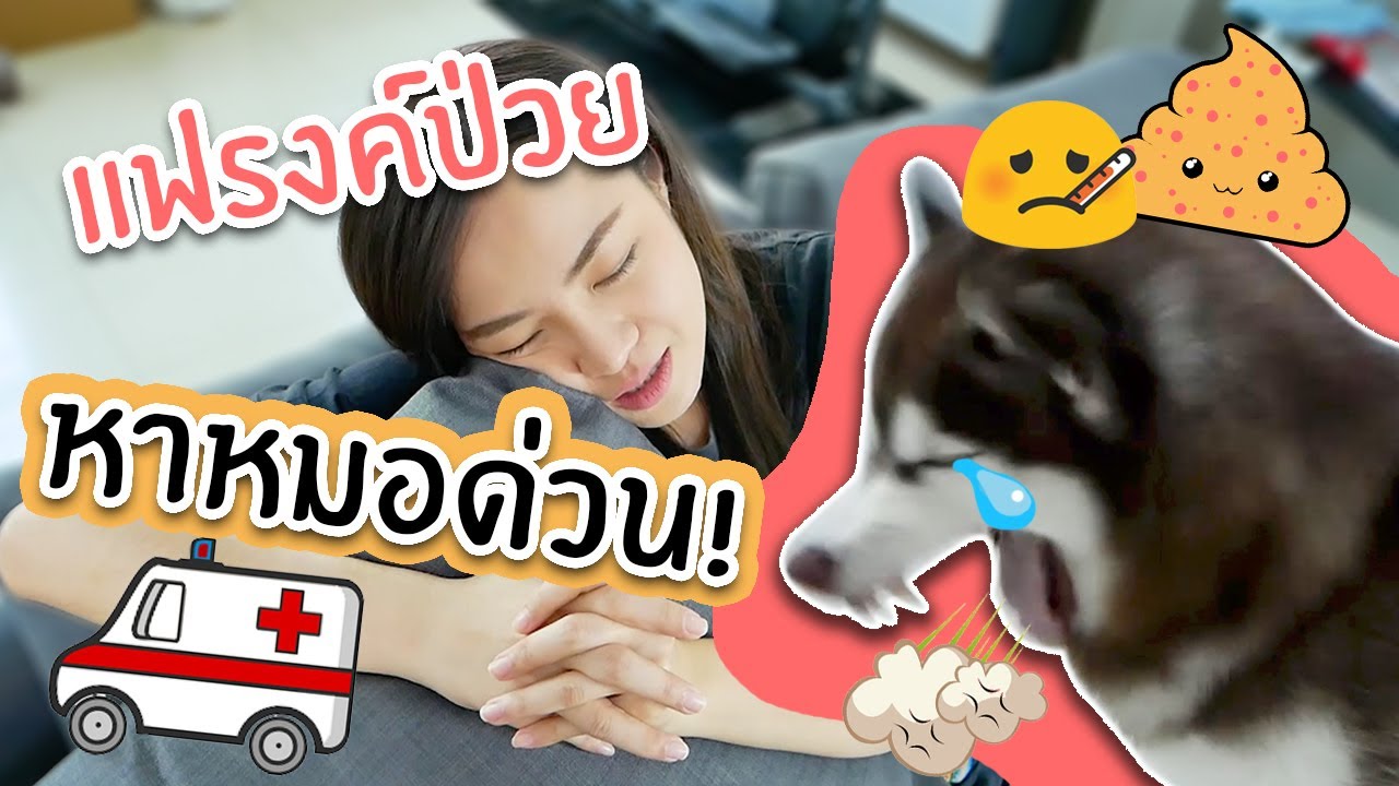 หมาสติแตกไม่สบาย // เททุกอย่างพาแฟรงค์หาหมอด่วน!
