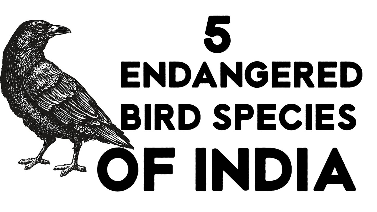 5 ENDANGERED BIRDS SPECIES IN INDIA