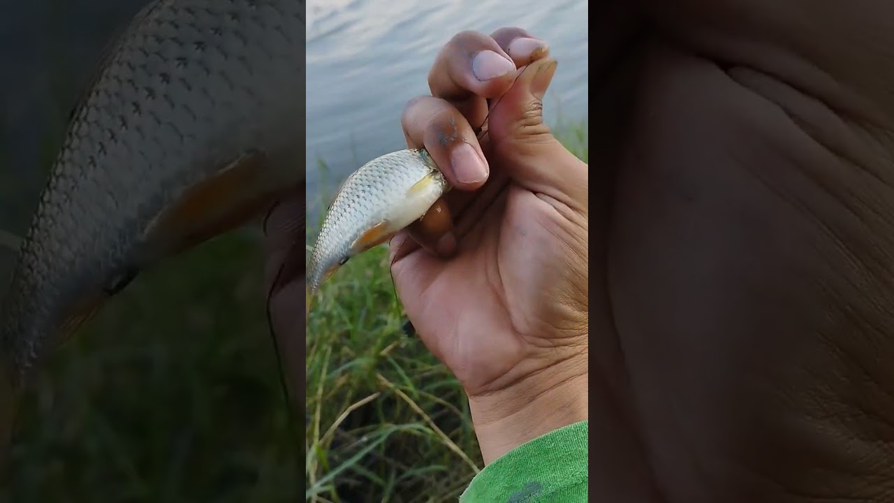 Ikan Tawes Wader Khas Cacaban #wadukcacaban #shortvideo #mancing