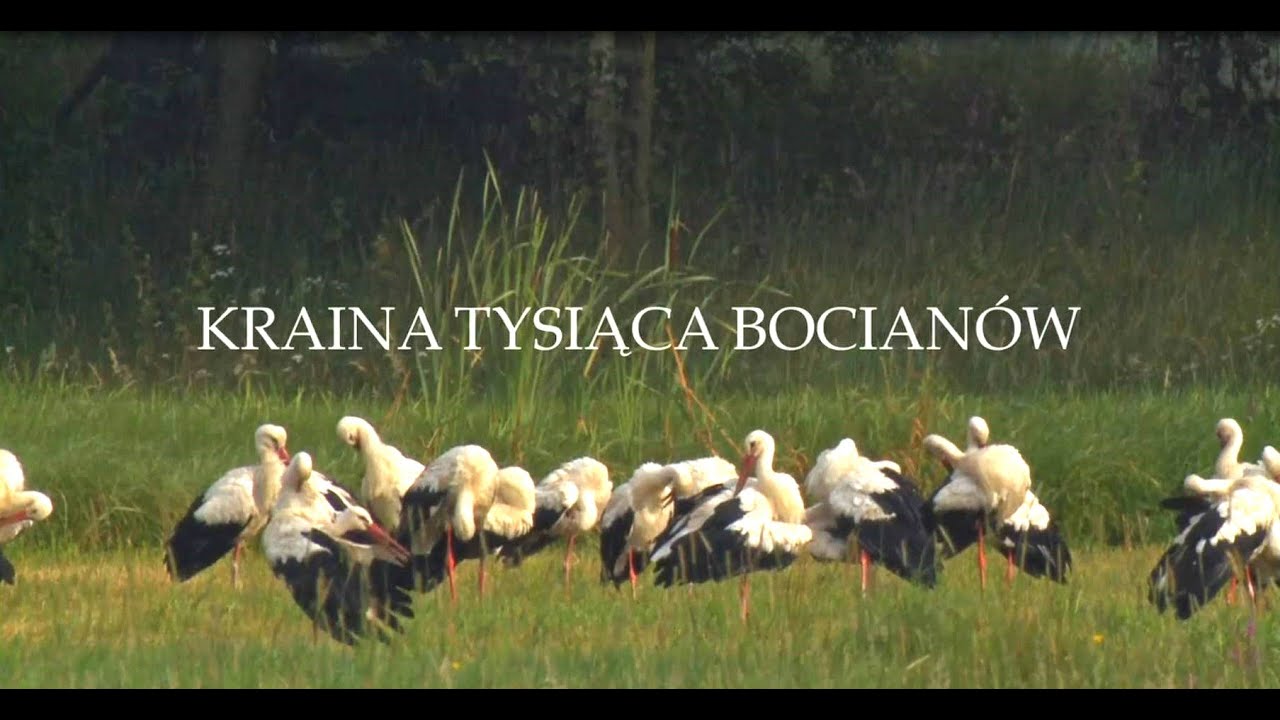 Kraina tysiąca bocianów (czyta Krystyna Czubówna)