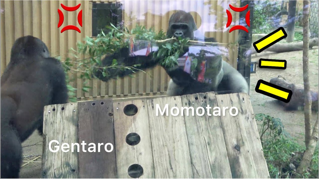 Бой горилл◆Потасовка. Гентаро сопротивляется отцу Момотаро.　SILVERBACK【 Семья Момотаро