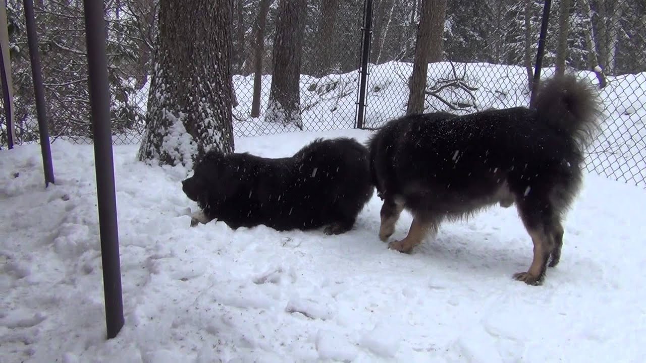 Tibetan Mastiffs playing in the snow