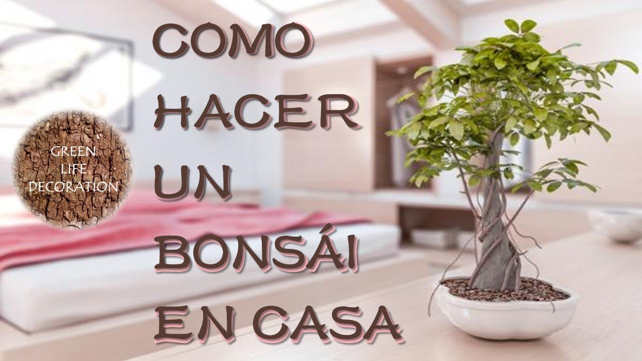 COMO  hacer un BONS&Aacute;I paso a paso en TU propia CASA / Guia practica de jardineria.