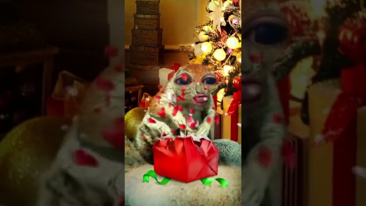 Esquilo de Natal