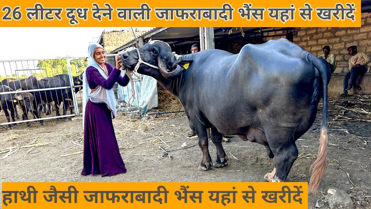 सबसे सस्ती सुंदर हाथी जैसी जाफराबादी भैंस यहां से खरीदें 26 लीटर दूध देने वाली भैंस #jafarabadi
